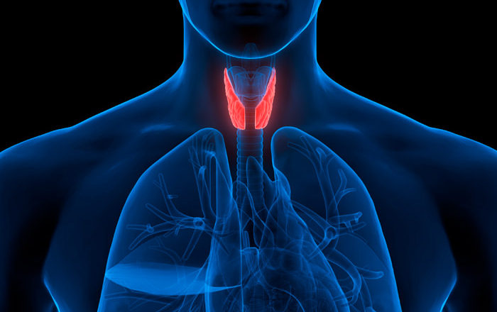 ¿Qué es la tiroides? Y qué alimentos debes comer